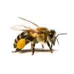 Оборудование для пасеки (для пчеловода) - фото